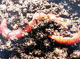 Mini Beasts - JJ593