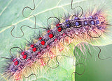 Mini Beasts - JJ593