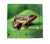 Layered Life Cycle Frog - JJ604