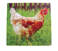 Layered Life Cycle Chicken - JJ640