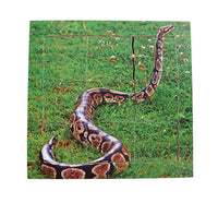 Layered Life Cycle Snake - JJ644