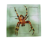 Layered Life Cycle Spider - JJ645