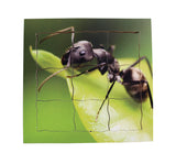 Layered Life Cycle Ant - JJ646
