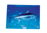 Endangered Animals - Blue Fin Tuna  - JJ742