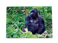 Endangered Animals - Gorilla   - JJ743
