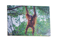 Endangered Animals - Orangutan - JJ749