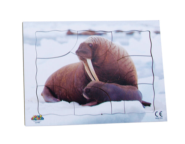 Endangered Animals - Pacific Walrus  - JJ750