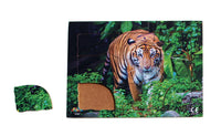 Endangered Animals - Tiger - JJ757