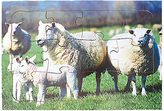 Sheep - Mother and Young