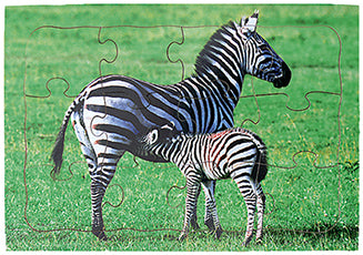 Zebra - Mother and Young