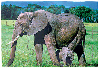 Elephant - Mother and Young