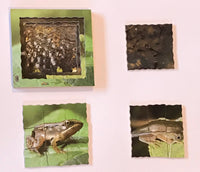Layered Life Cycle Frog - JJ604