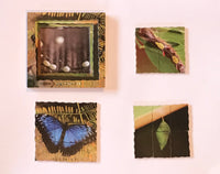 Layered Life Cycle Butterfly - JJ601