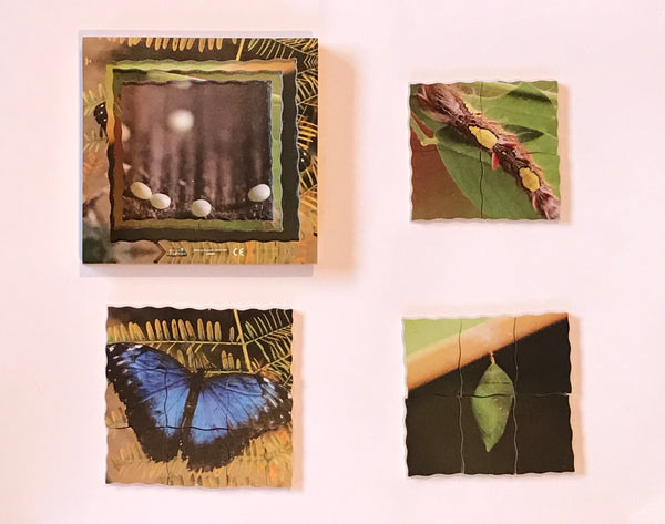 Layered Life Cycle Butterfly - JJ601